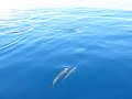 emj freedom dolphins 03