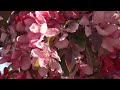 Click here to watch this video Niagara Blossoms