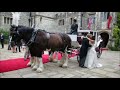 Drayhorse Shires horse drawn Wedding Video