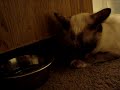 CAT VS HAMSTER