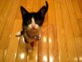 videos de Kitties Want Steak