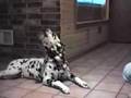Talking dogs 2! Talking dogs 2!