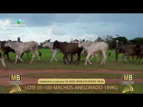 530� LEIL�O VIRTUAL DE CORTE