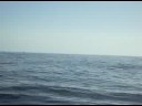 Humback Whale - part1
