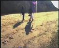 cetacean stranding research survey 2003