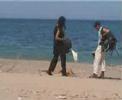 cetacean stranding research survey 2003