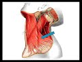 Regio submandibularis (1.dio/3) Regio submandibularis (1.dio/3)