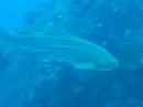 Leopard shark Leopard shark
