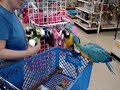 Birds Trip to the PET STORE!