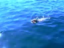 doggies swimmin x2!