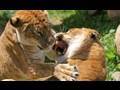 The Truth About Tigons