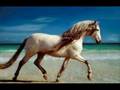 des photos de chevaux .
