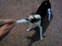 Mordaci wants the sock! Mordaci wants the sock!