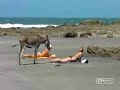 Roger sa balade sur la plage...