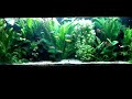 Ultimate Planted Aquarium