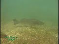 River Walleye