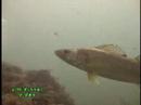 River Walleye