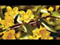GIOVANNI MARRADI - Spring Love       bonjour mes ami(e)s je continue mon tour !!