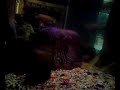 aquarium