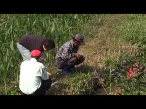 how to isolate rhizobium from root nodules