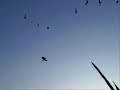 Best duck and geese hunting land