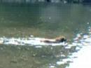 Sadie Swimming