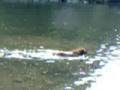 Sadie Swimming