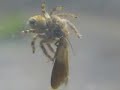 ネコハエトリ亜成体♀(蜘蛛)アラカルト Jumping Spider