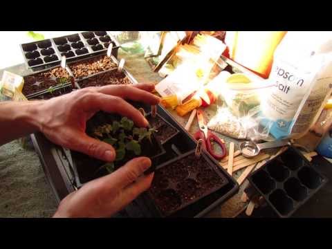 how to transplant kale