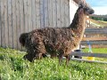 Llama walking with luxated patella