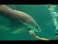 The Largest Fresh Water Fish