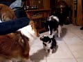 4 week old Sheltie puppy checks out the room 4 week old Sheltie puppy checks out the room