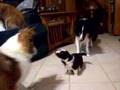 4-week-old-Sheltie-p