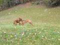 videos de first snow of 2008 for Ryder and Indy