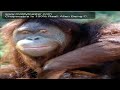 Chupacabra Is 100% Real! Alien Being C..mov