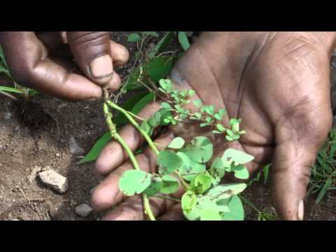 how to dissolve smegma