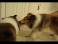 Collies Playing