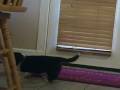 videos de Zeb & Gertie