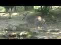 オーストラリアの平原 (いしかわ動物園) 2019年8月18日