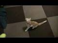 Cat cafe 「calico」(Kichijoji Tokyo)