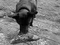 staffy - Puff - I cant reach it staffy - Puff - I cant reach it