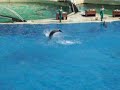 Delfinshow