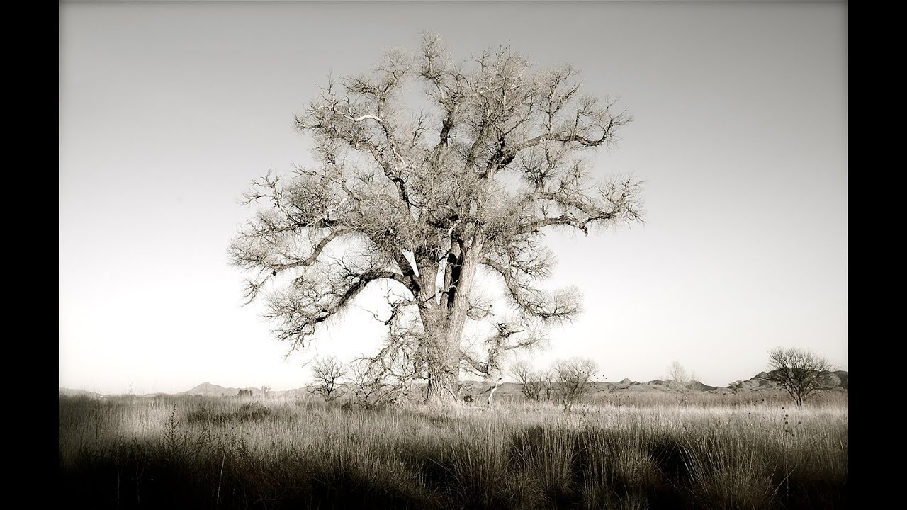 drone with Cottonwoods
