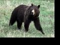 Grizzly Bears in Grand Teton National Park