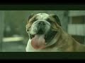 unbedingt ansehen! Selbstmordhund lustiges Hundevideo ( Hundeschule lustig Hund Spaß )
