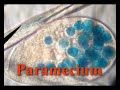 Microorganism Spacial Journey