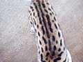 Serval