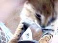 Serval