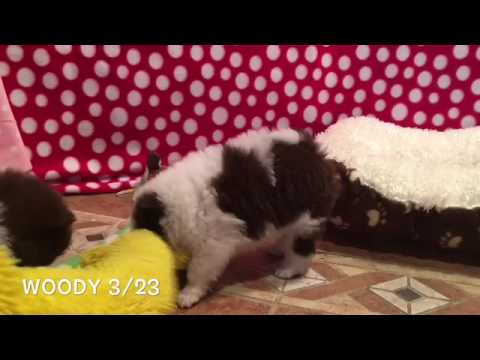 Woody the pomeranian puppy