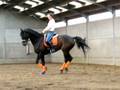 PLR Patrick Le Rolland Dressage Pirouette Yann Simon 2.3